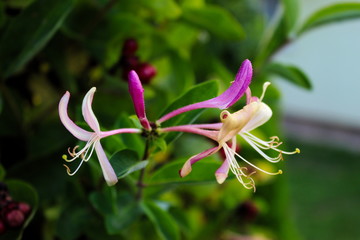 Honeysuckle flower. Close up of honeysuckle flowers (Lonicera periclymenum) against a green leaf...