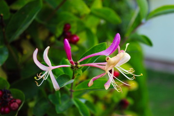 Honeysuckle flower. Close up of honeysuckle flowers (Lonicera periclymenum) against a green leaf...