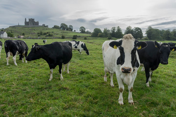 Fototapeta na wymiar cows grazing in cashel