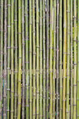 Pattern Of Small Bamboo Plant. Bamboo sticks weaved together to form a bamboo background and pattern