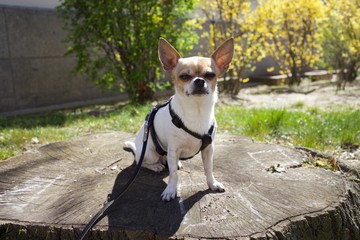 Cute chihuahua outdoors in spring sun