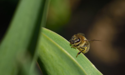 A small honey bee sits on the edge of a green leaf of a tulip against a brown background and looks curiously over the edge