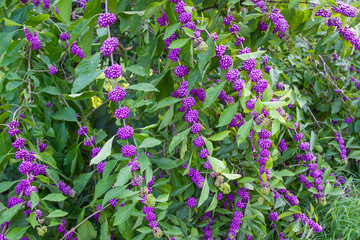 callicarpa beautyberry