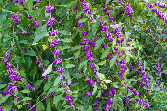 callicarpa beautyberry