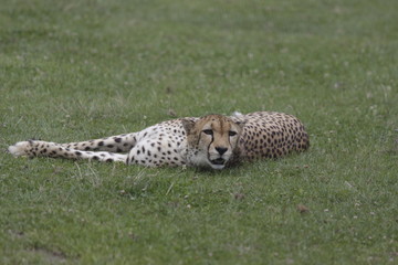 Fototapeta na wymiar Cheetah relaxing