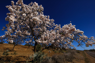 Mandelbaum mit weißen Mandelblüten, Prunus dulcis