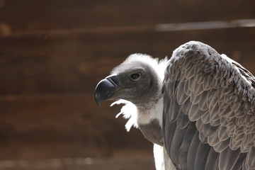 Vulture griffin