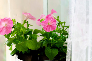 Blooming light pink petunia in spring day. Window sill with flowers of fuchsia in pots. Seedlings in plastic boxes on the windowsill. Concept of home hobby still life with gardening objects on balcony