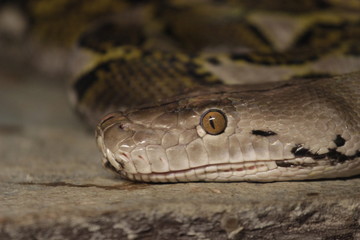 Python snake