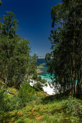 Island beach with tall trees and clear water