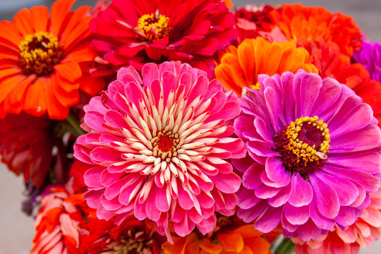 zinnias