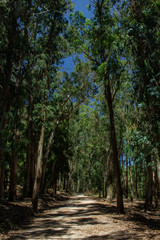 Fototapeta premium A road for promenades on an empty island surrounded by trees and shade during a summer day