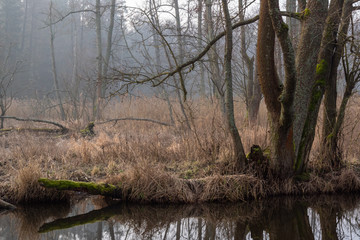 Rzeka Supraśl. Dolina Supraśli. Puszcza Knyszyńska, Podlasie, Polska