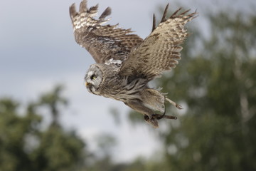Owl watching and flying