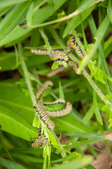 green caterpillar on a leaf
