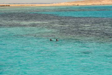 Fototapeta premium Diving in the Red Sea in Egypt
