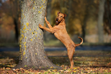 happy irish terrier dog posing by a tree outdoors