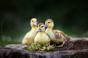 group of small ducklings posing outdoors