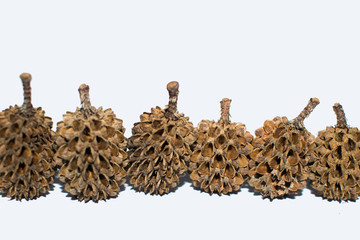 Fruits and seeds of Casuarina equisetifolia arranged on a row on white background. Pine cones on a white background with copy space. Christmas template that can be used for cards