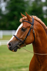 Portrait of horse in horse show, nice bokeh.
