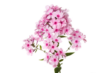 Naklejka na ściany i meble Inflorescence of pink phlox with dark centers Isolated on a white background.