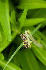 caterpillar on a leaf