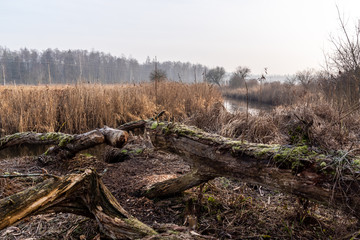 Fototapeta premium Rzeka Supraśl. Dolina Supraśli. Puszcza Knyszyńska, Podlasie, Polska
