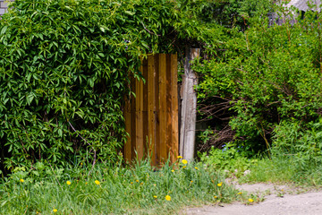 Secret overgrown with lush foliage portal in natural frame. Old brown retro door in grape brushwood covered with green vines. Outdoor summer view of a shabby entrance in silent local place back yard.