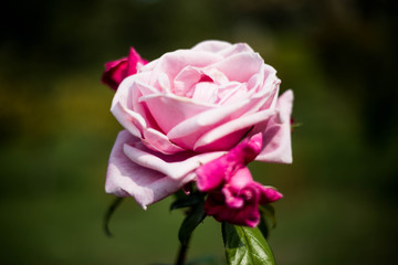 Coral rose flower in roses garden. Top view.