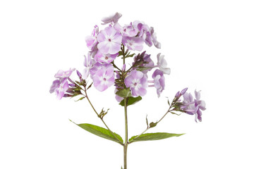 Inflorescence of tender lilac phlox Isolated on a white background.