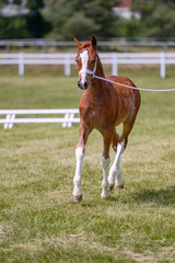 Obraz premium Portrait of horse in horse show, nice bokeh.