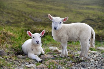 Baby lambs on the scottish field © Csilla