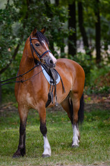 Portrait of horse in horse show, nice bokeh.