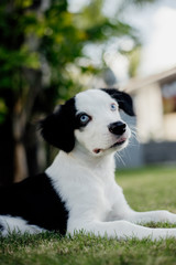 young mixed breed puppy dog with blue eyes