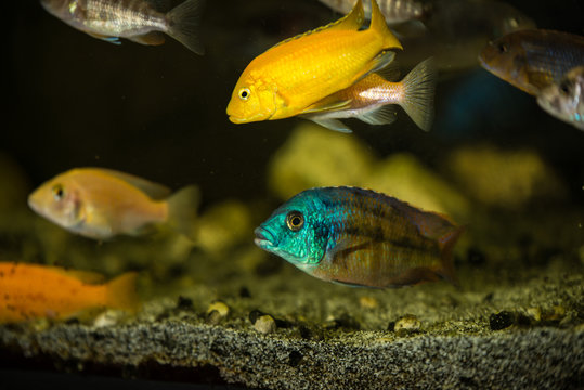 Mbuna  african fishes cichlids