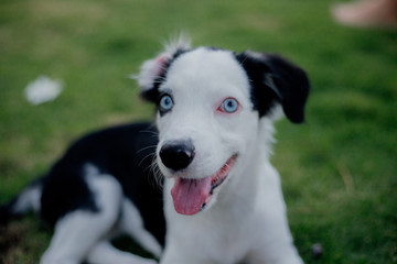 young mixed breed puppy dog with blue eyes