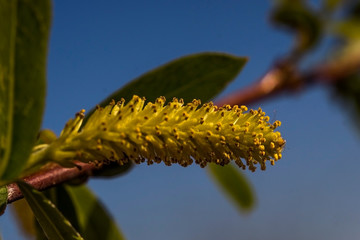Poplar is blooming. Poplar tree flowers and green leaves. Macro photo. Yellow tree flowers. Spring flowers on a tree. Small details close up