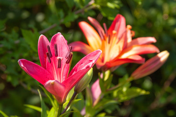 asiatic lily in sun