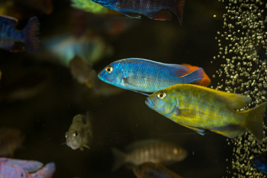 Colorful mbuna cichlids