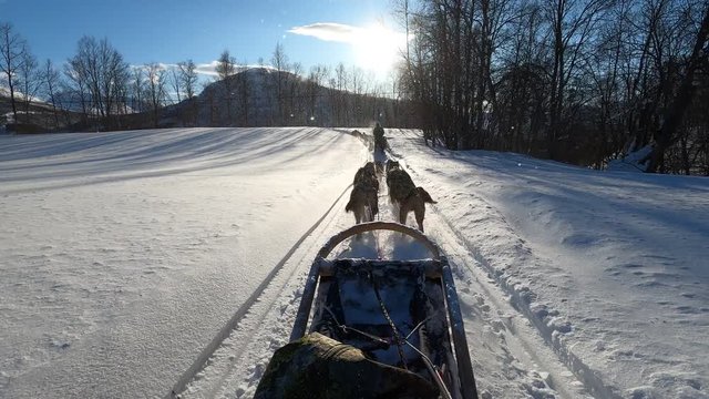 dog sledding