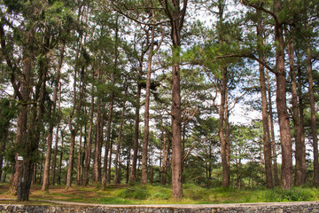Vibrant pine trees background. Refreshing Forest scene