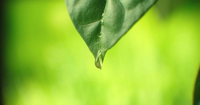 Beautiful green leaf after the rain. Close-up. Super Slow-Mo: Raindrops Falling On A Green Leaf. Fresh Aloe vera Gel dripping Macro Closeup