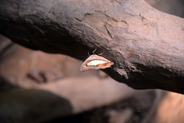Colorful butterfly on the wood
