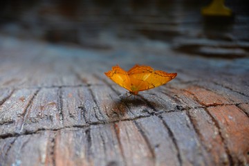 Colorful butterfly on the wood
