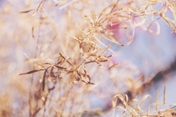 Grass in the meadows at sunset. Abstract background.