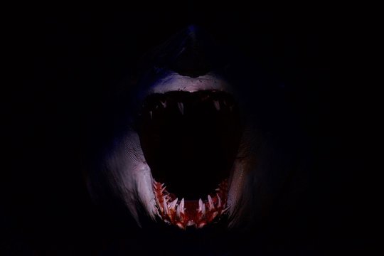 Terrifying bloody shark teeth in the darkness