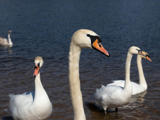 Swans The first spring birds arrived.