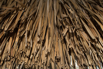Dried leaves of the cogon grass, natural texture background and pattern