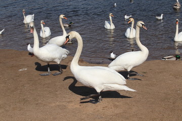 Swans The first spring birds arrived.
