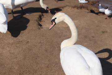 Swans The first spring birds arrived.
